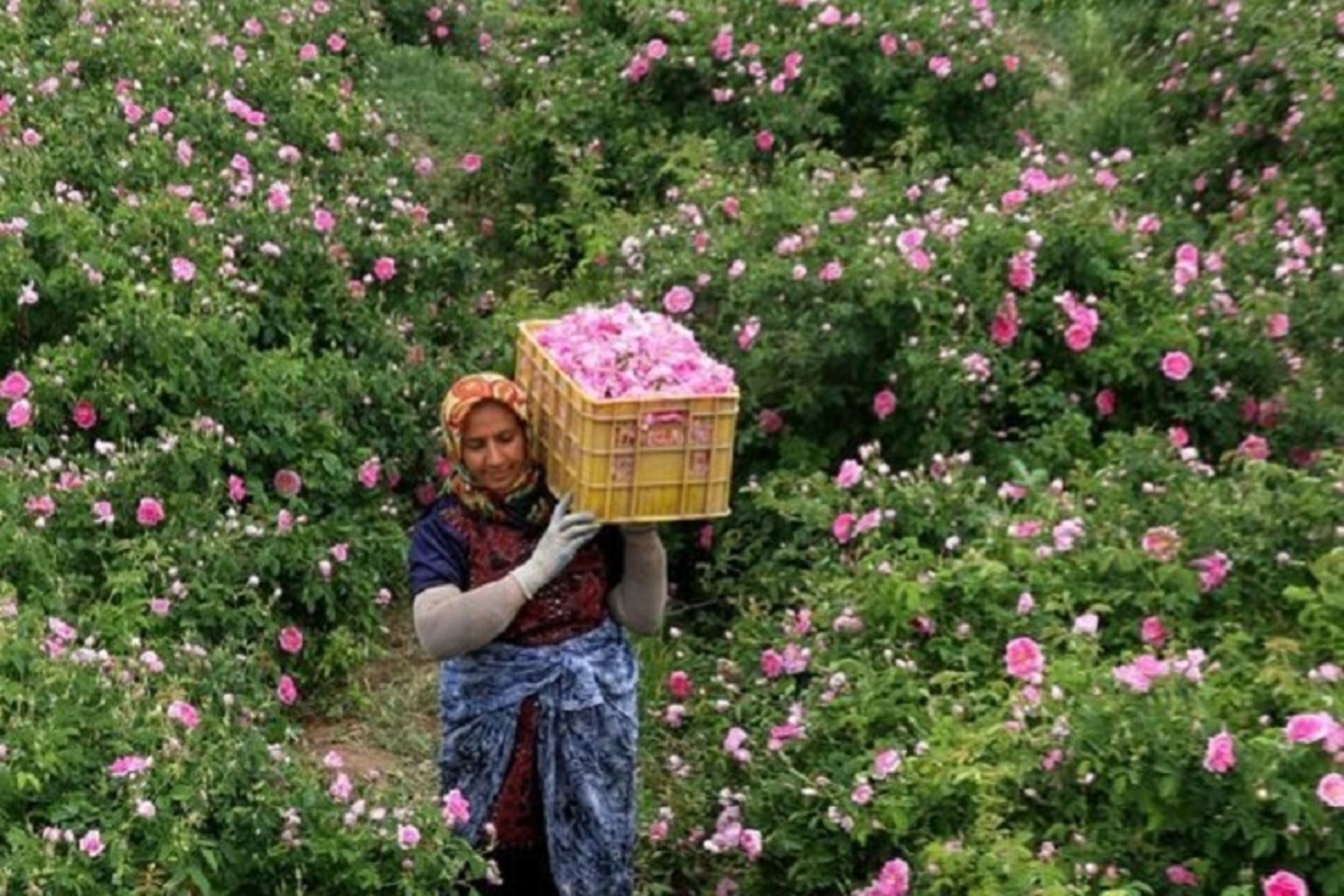 جشنواره گل محمدی بردسیر
