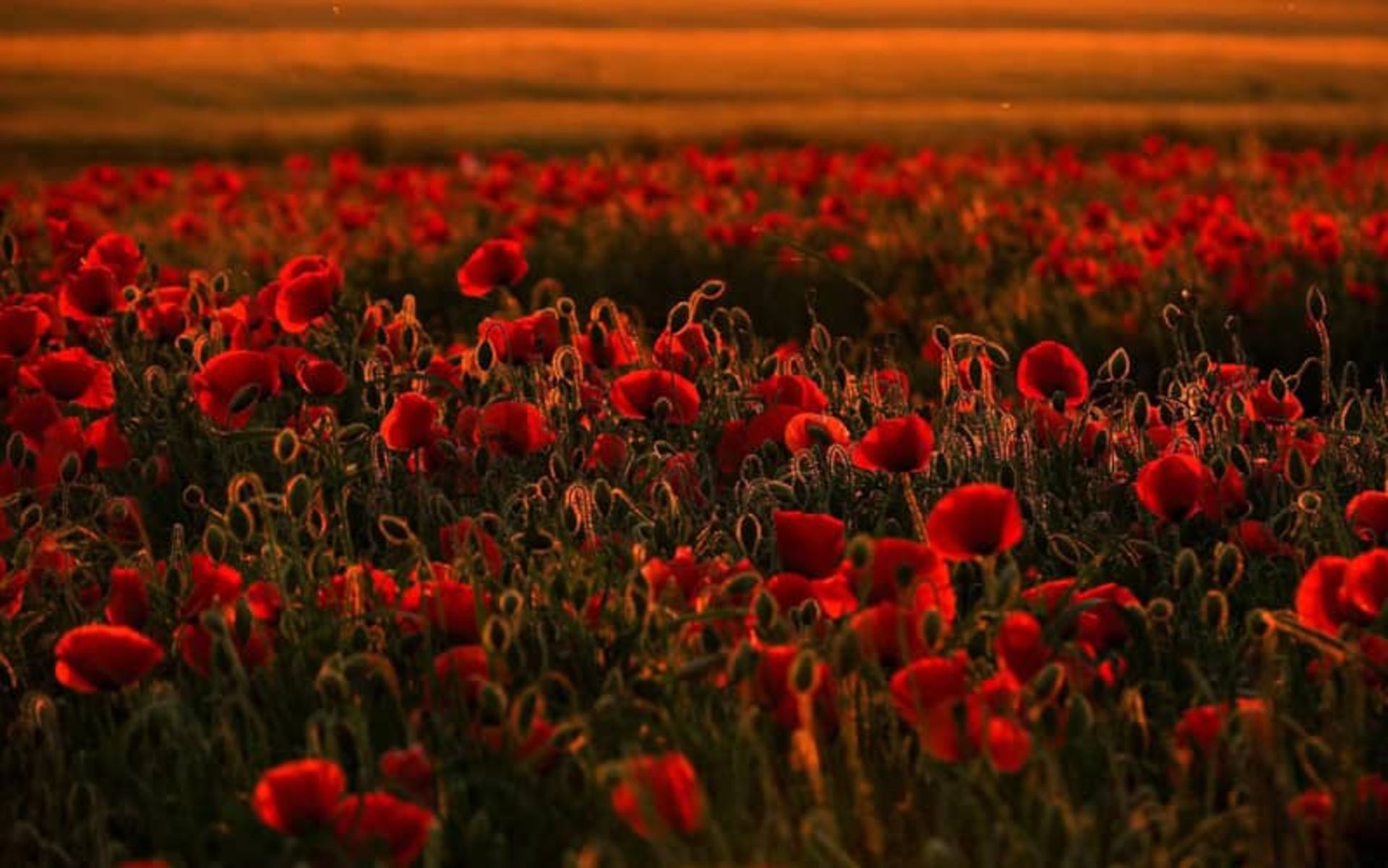 غروب خورشید در دشت شقایق