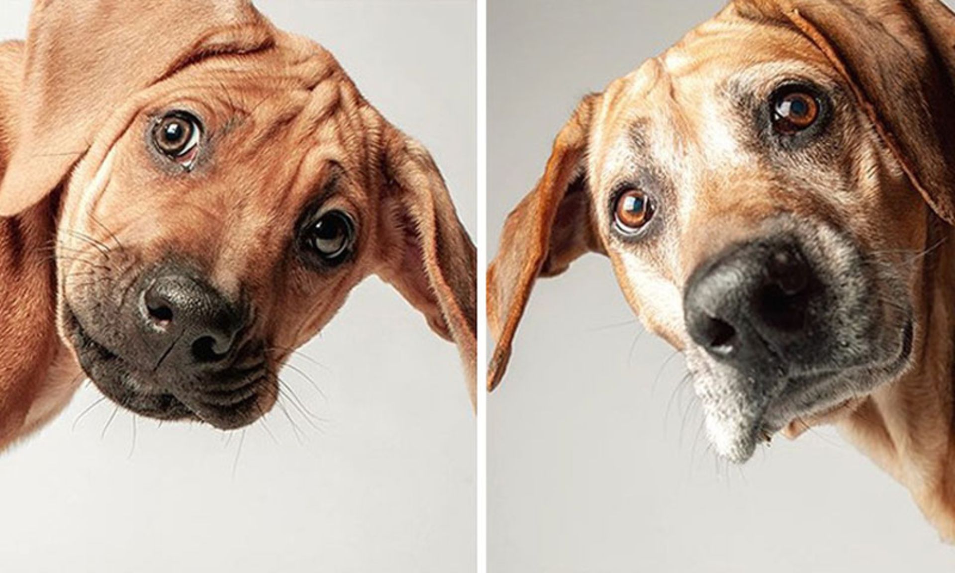 پرتره از سگ‌ در جوانی و پیری