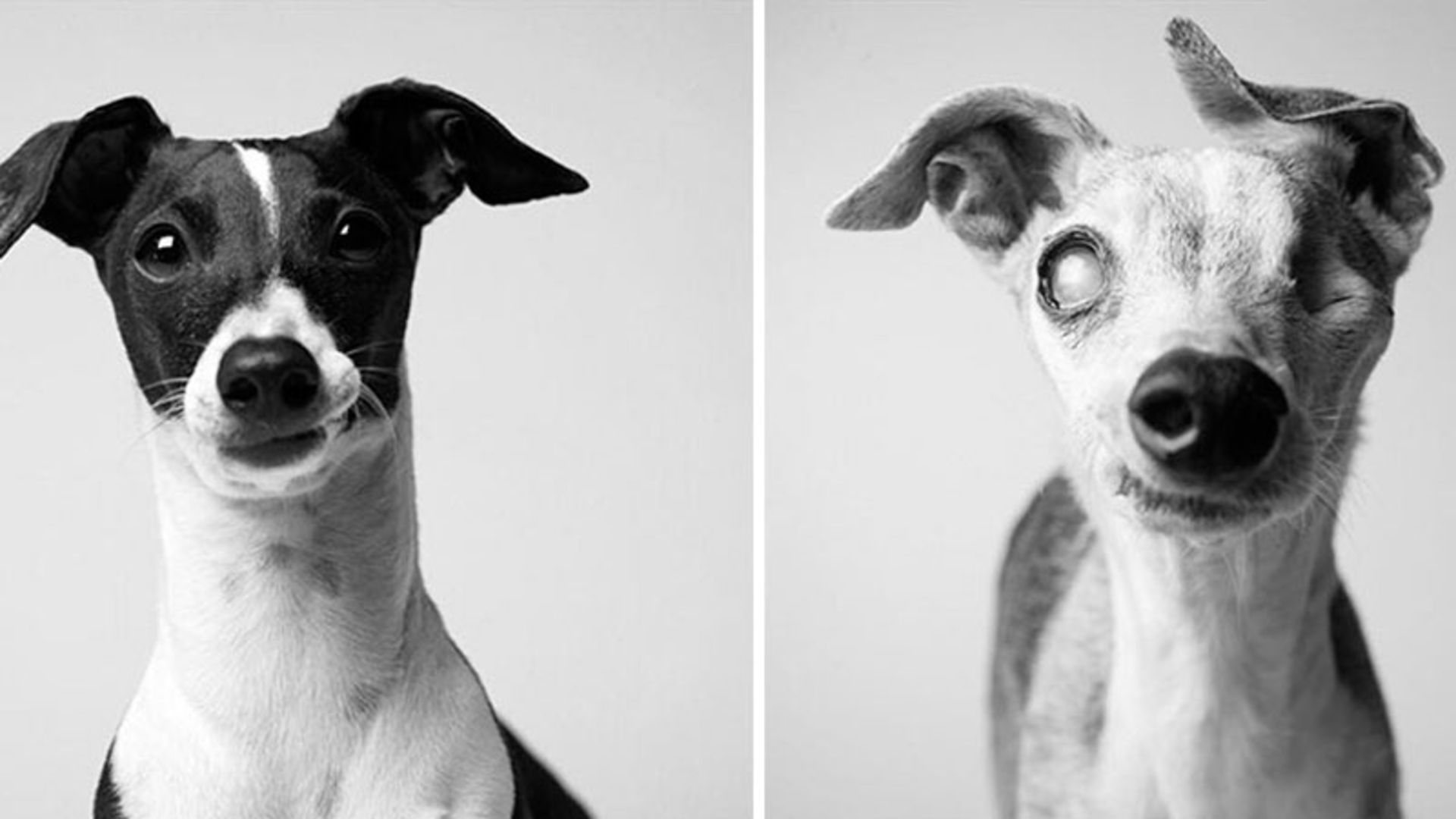 تصویر سگ در دوره جوانی و پیری