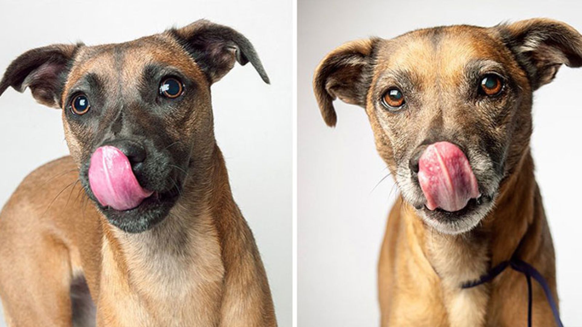 پرتره جوانی و پیری سگ