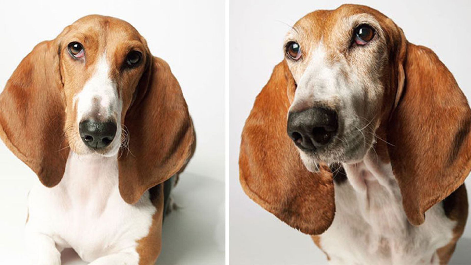 سگ پیر در کنار تصویر جوانیش