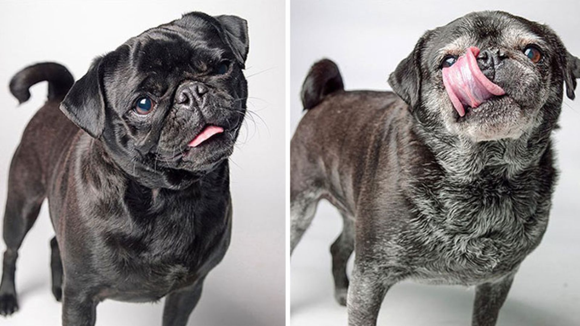 تصویر جوانی و پیری سگ