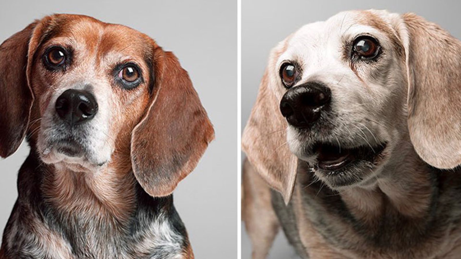 پیری و جوانی سگ