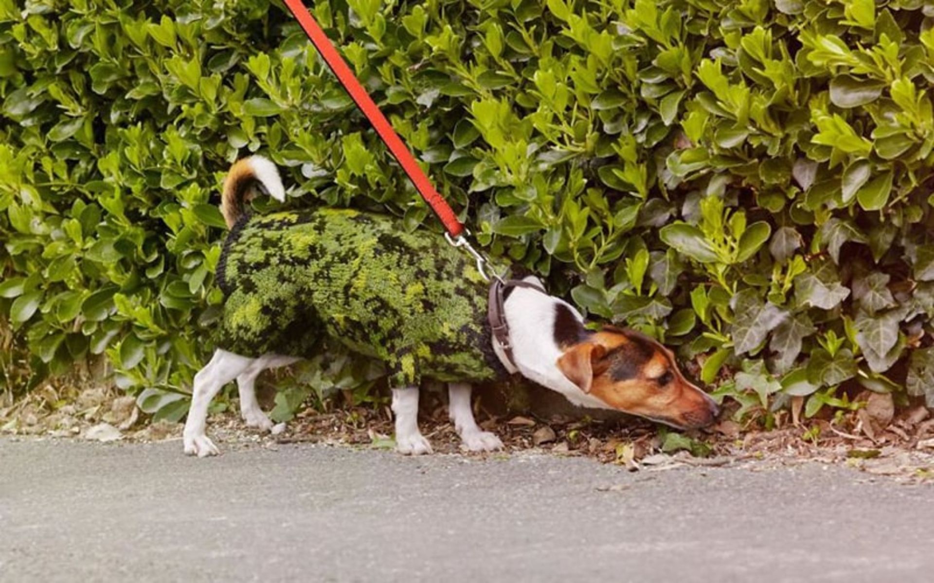 لباس سگ هماهنگ با سبزه‌ها