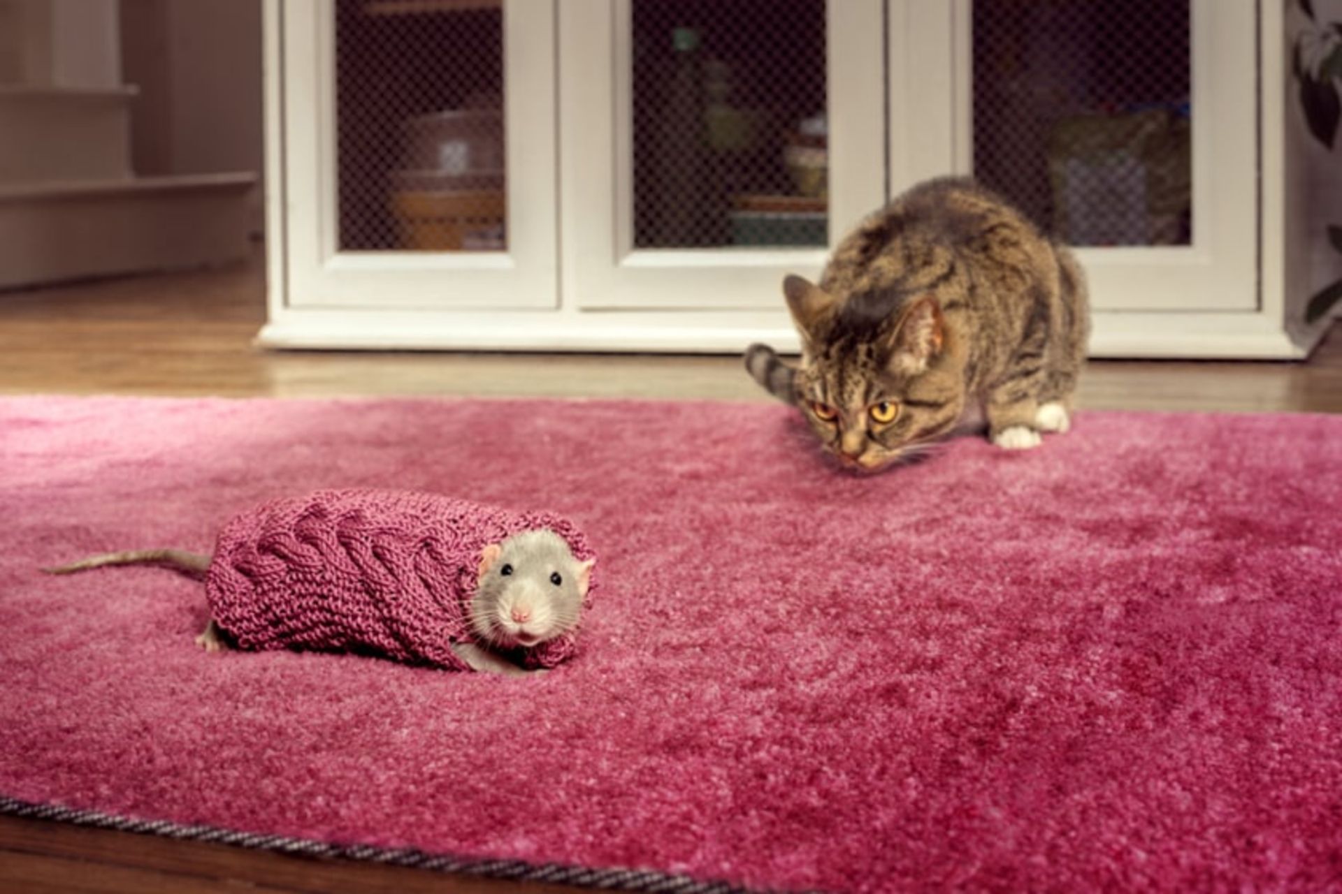 موش با لباس بافتنی بنفش