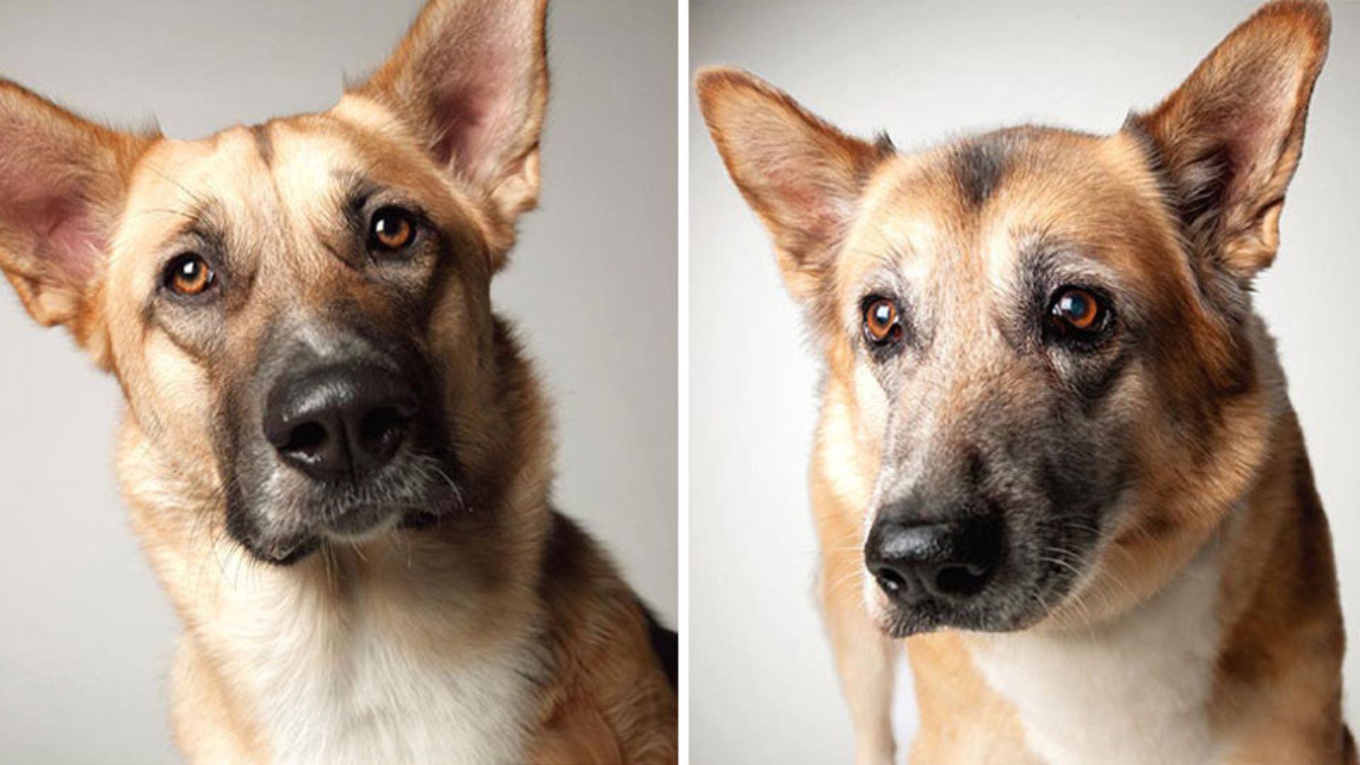 پیری و جوانی یک سگ