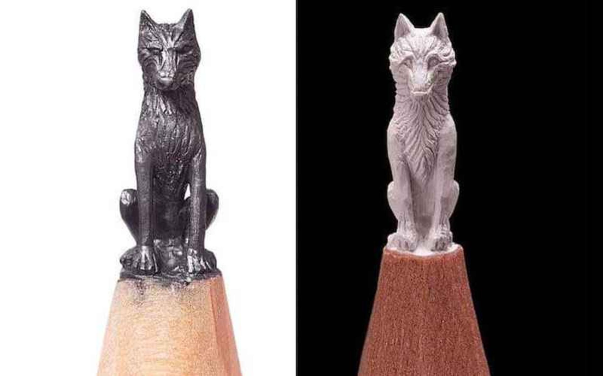 حکاکی گرگ روی مداد سیاه و سفید