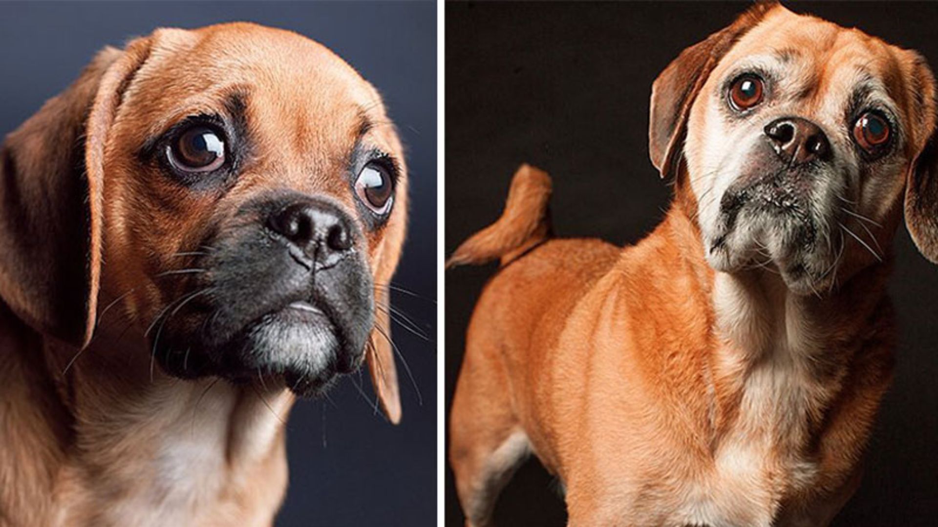 تصویر سگ در دوره جوانی و پیری