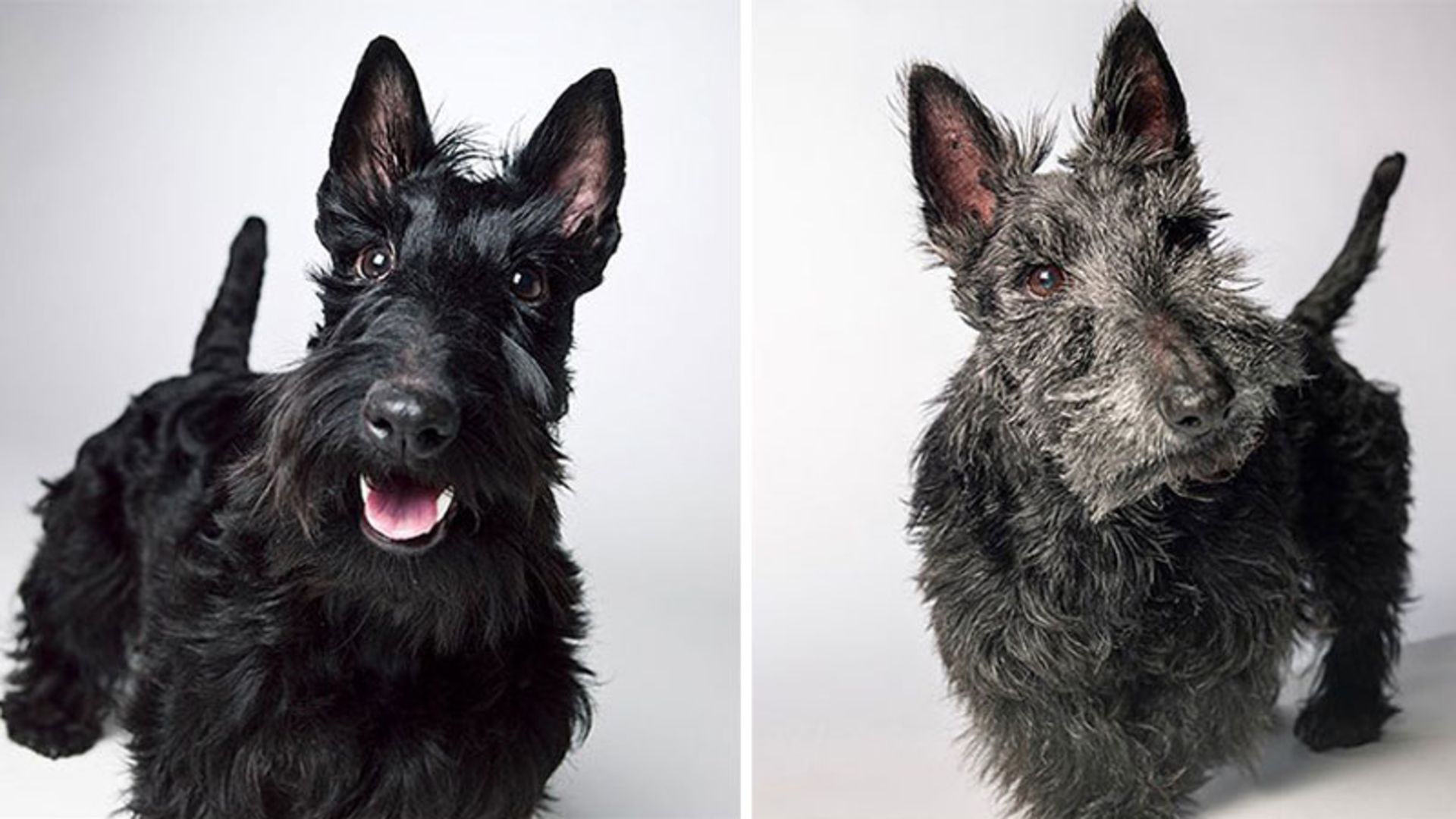 تصویر پیری و جوانی یک سگ