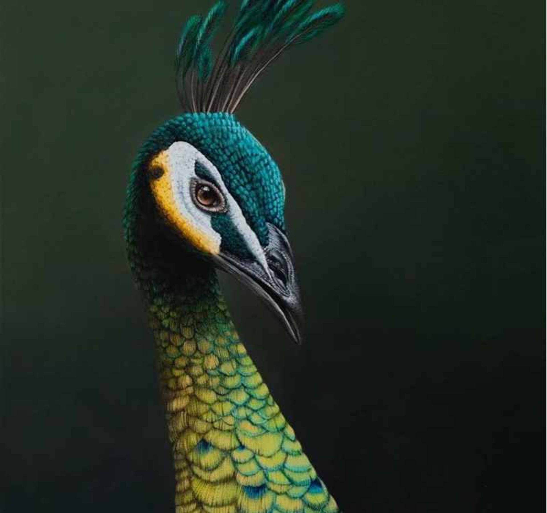نقاشی یک طاووس