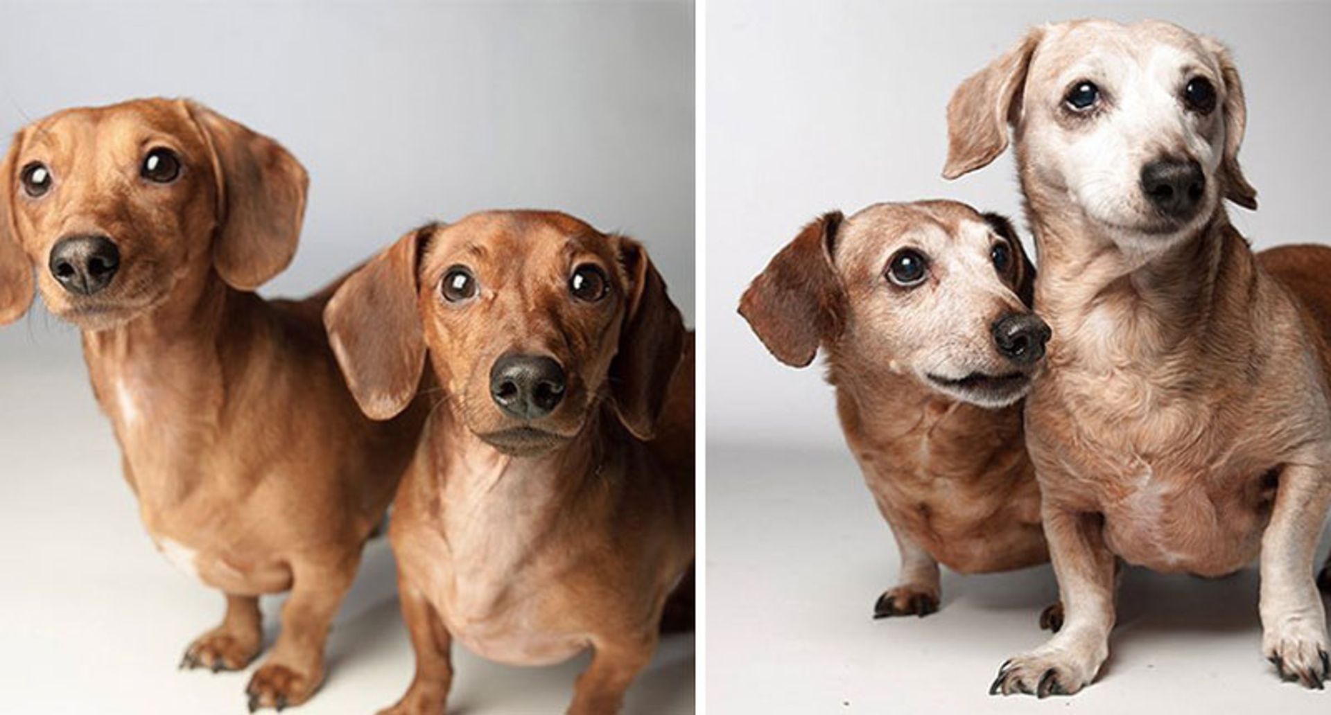 دو سگ کوچک در زمان پیری و جوانی