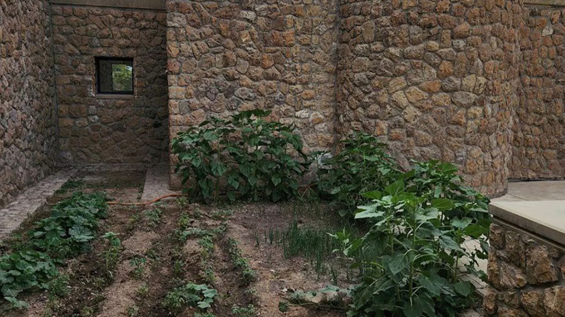 کشت خیار در موزه