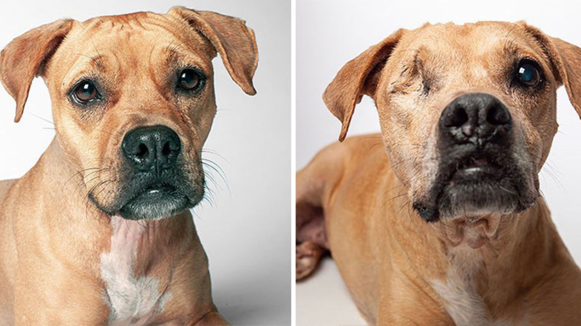 سگ قهوه ای در دوره پیری