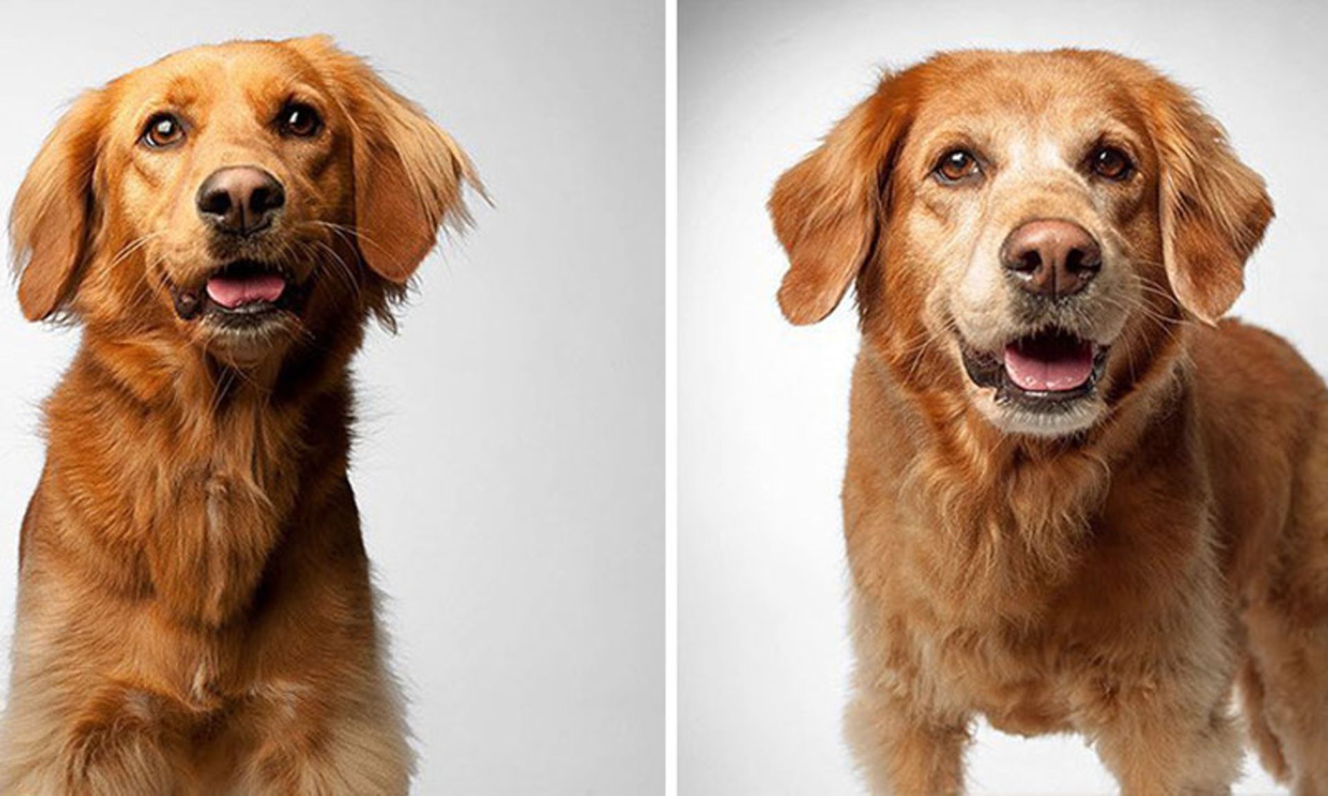 سگی قهوه ای در دوره پیری و جوانی