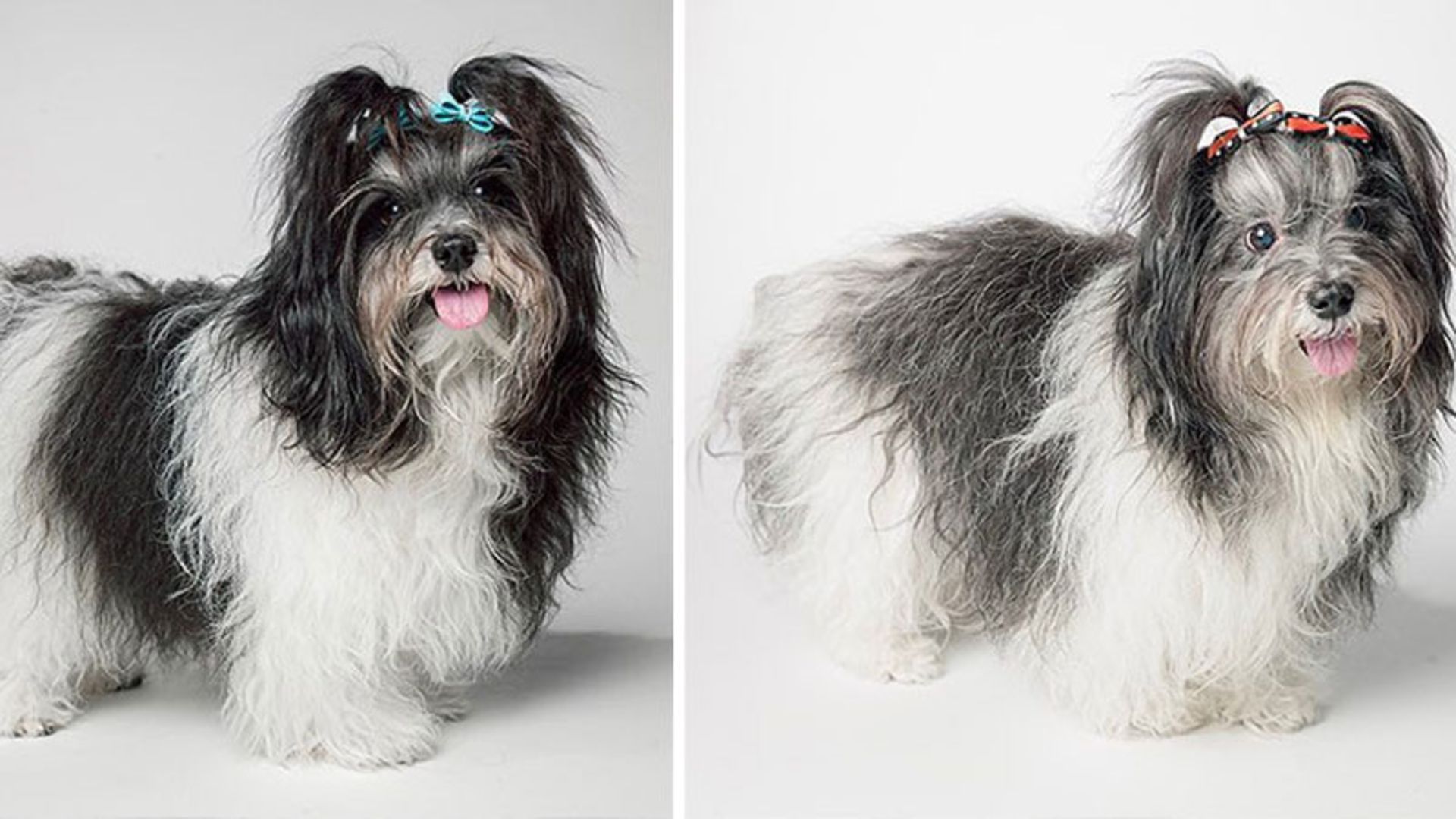 پرتره سگی کوچک