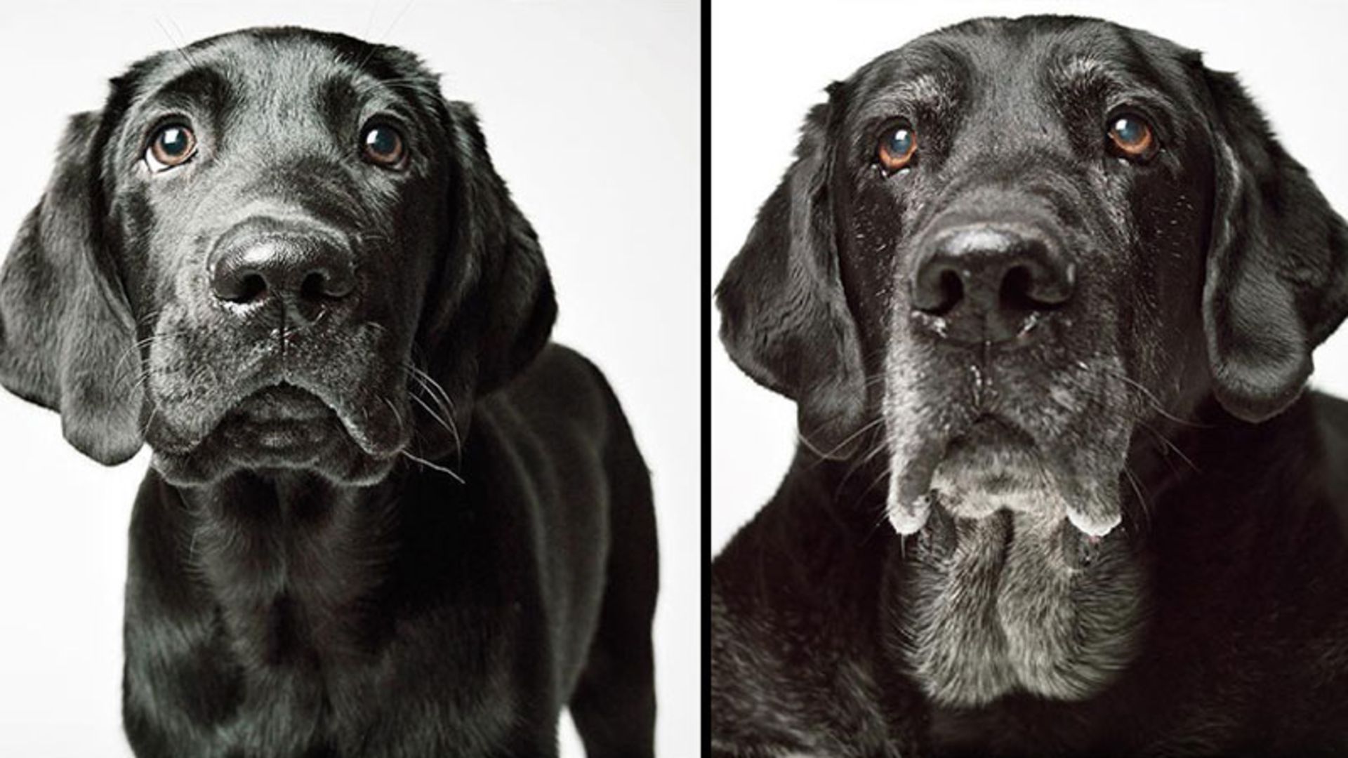 سگ سیاه در دوره جوانی و پیری