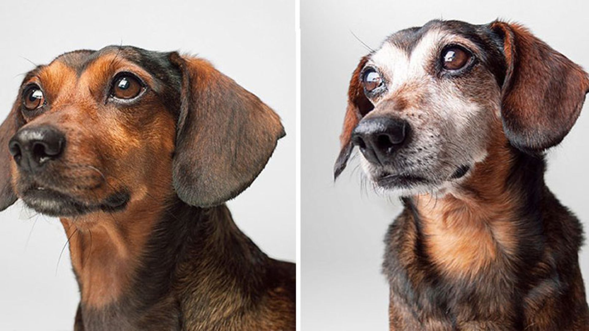 پرتره جوانی و پیری سگ