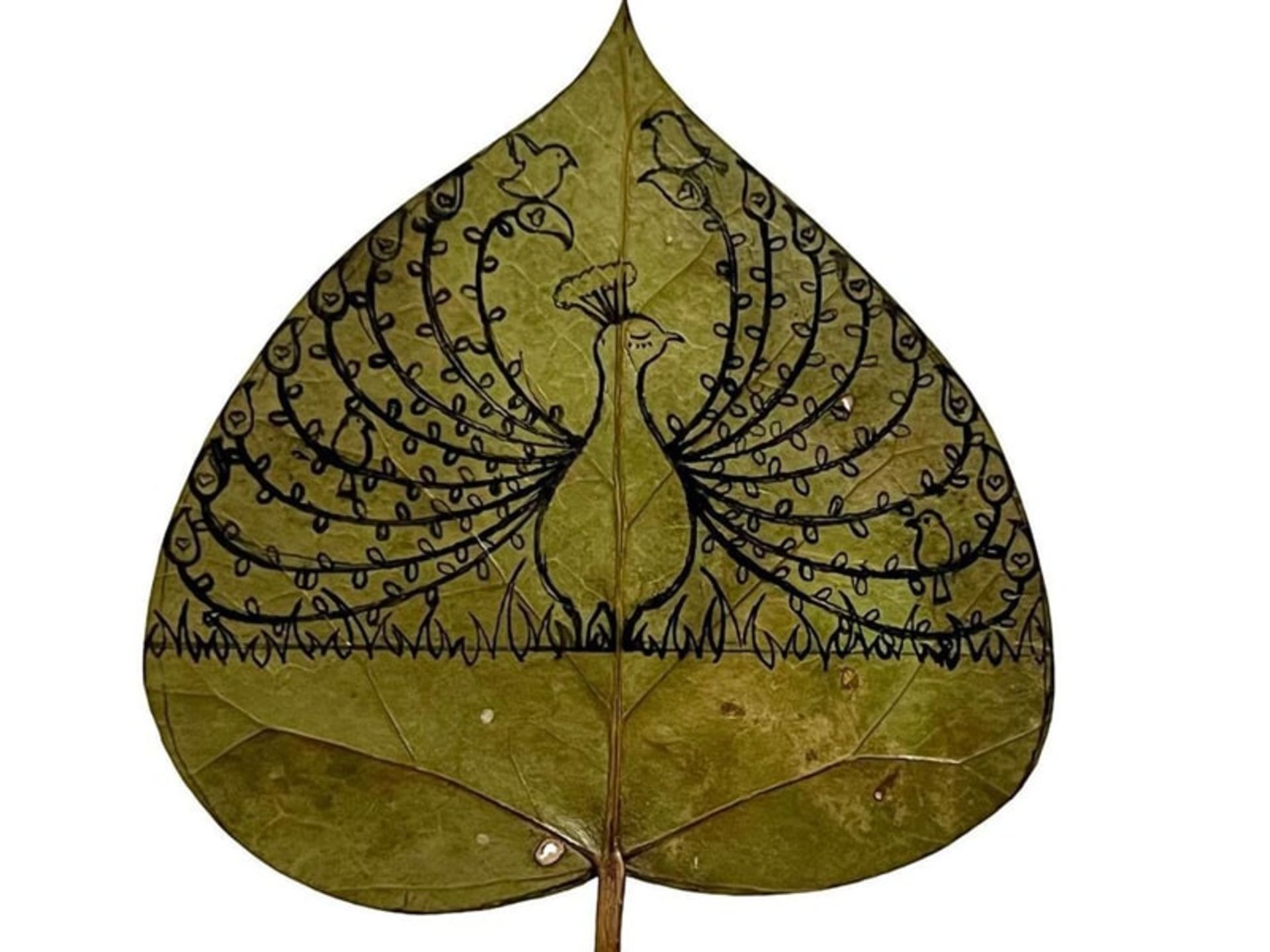 طراحی طاووس روی برگ