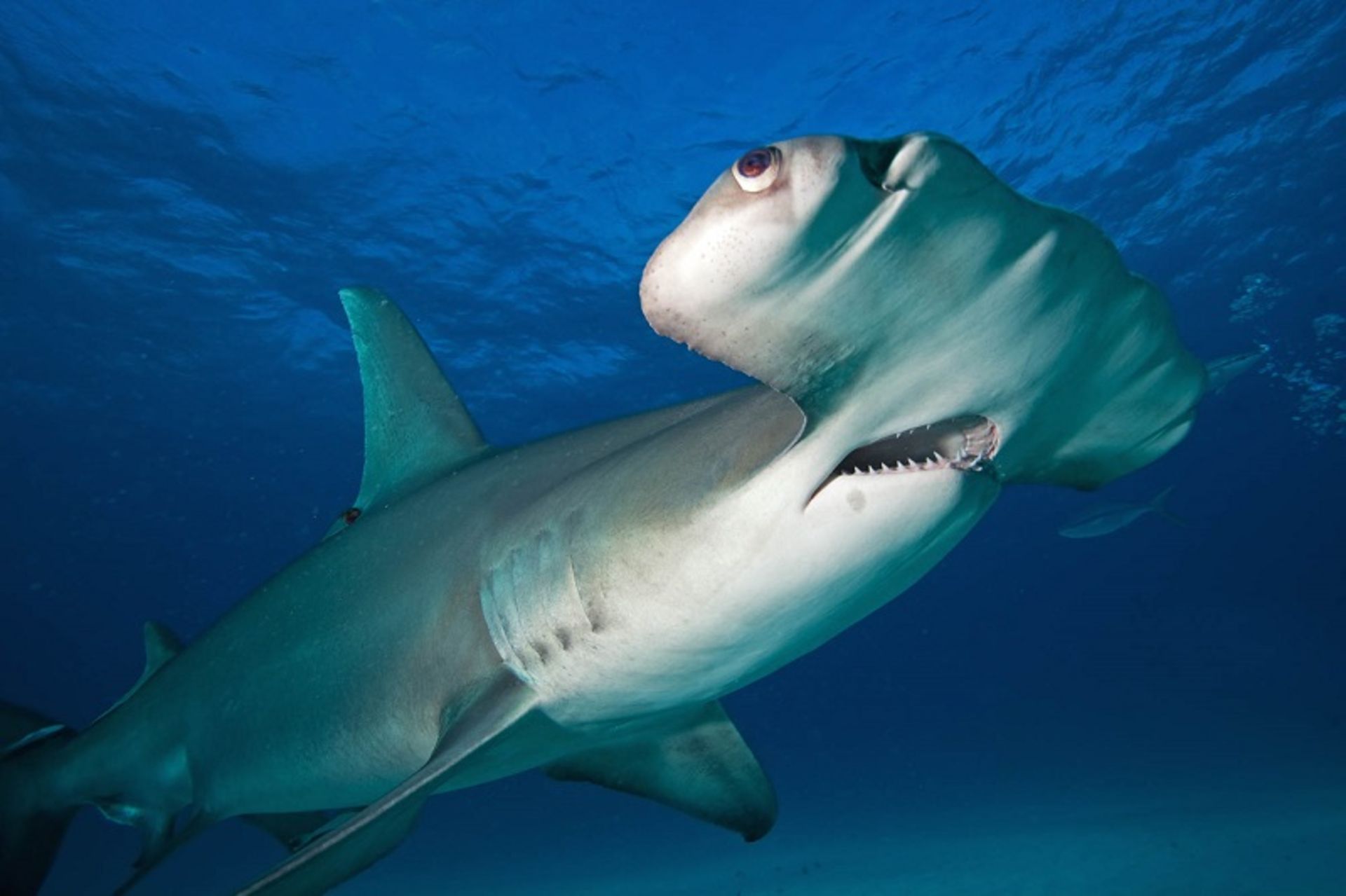 Smooth hammerhead