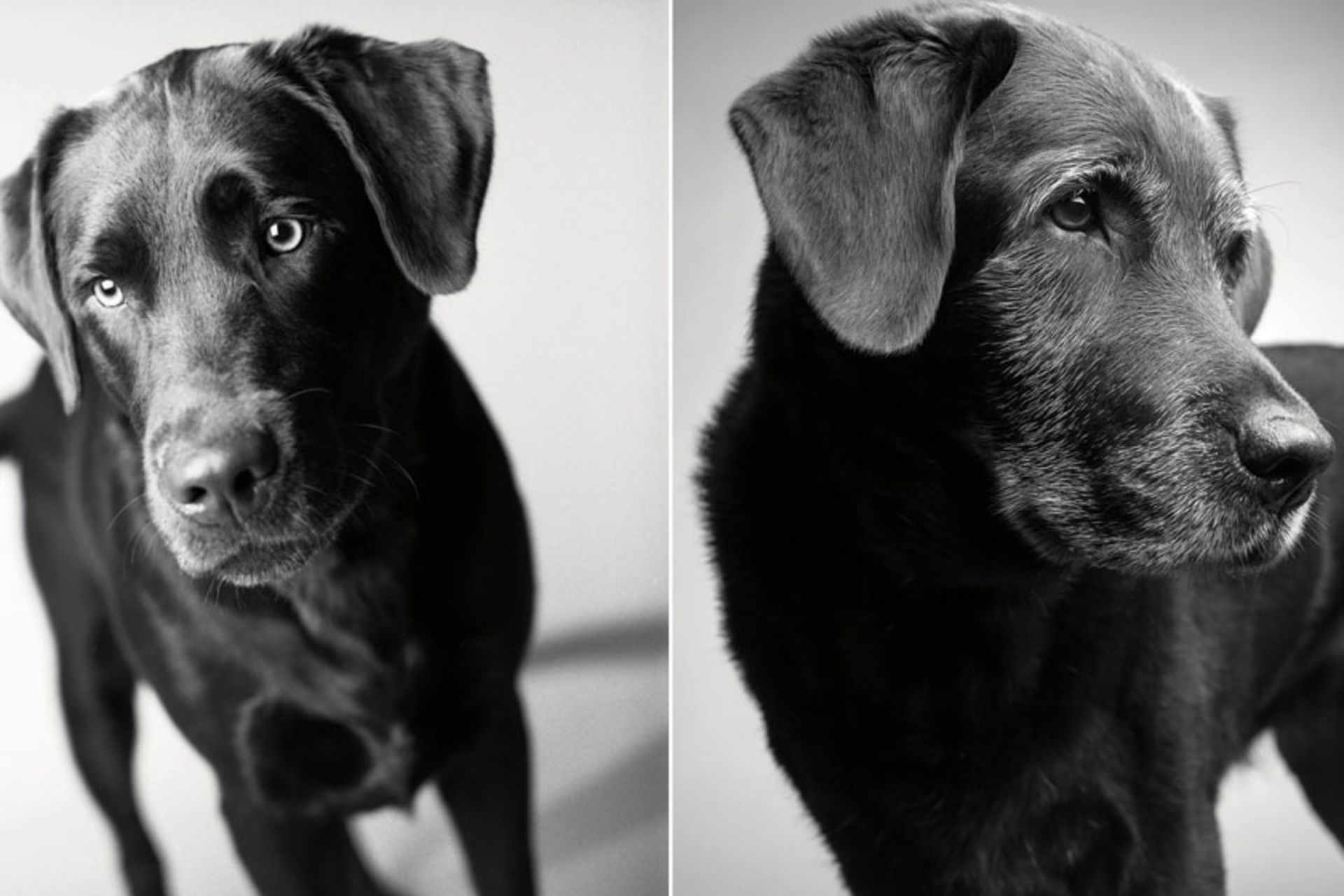 پرتره سگی سیاه