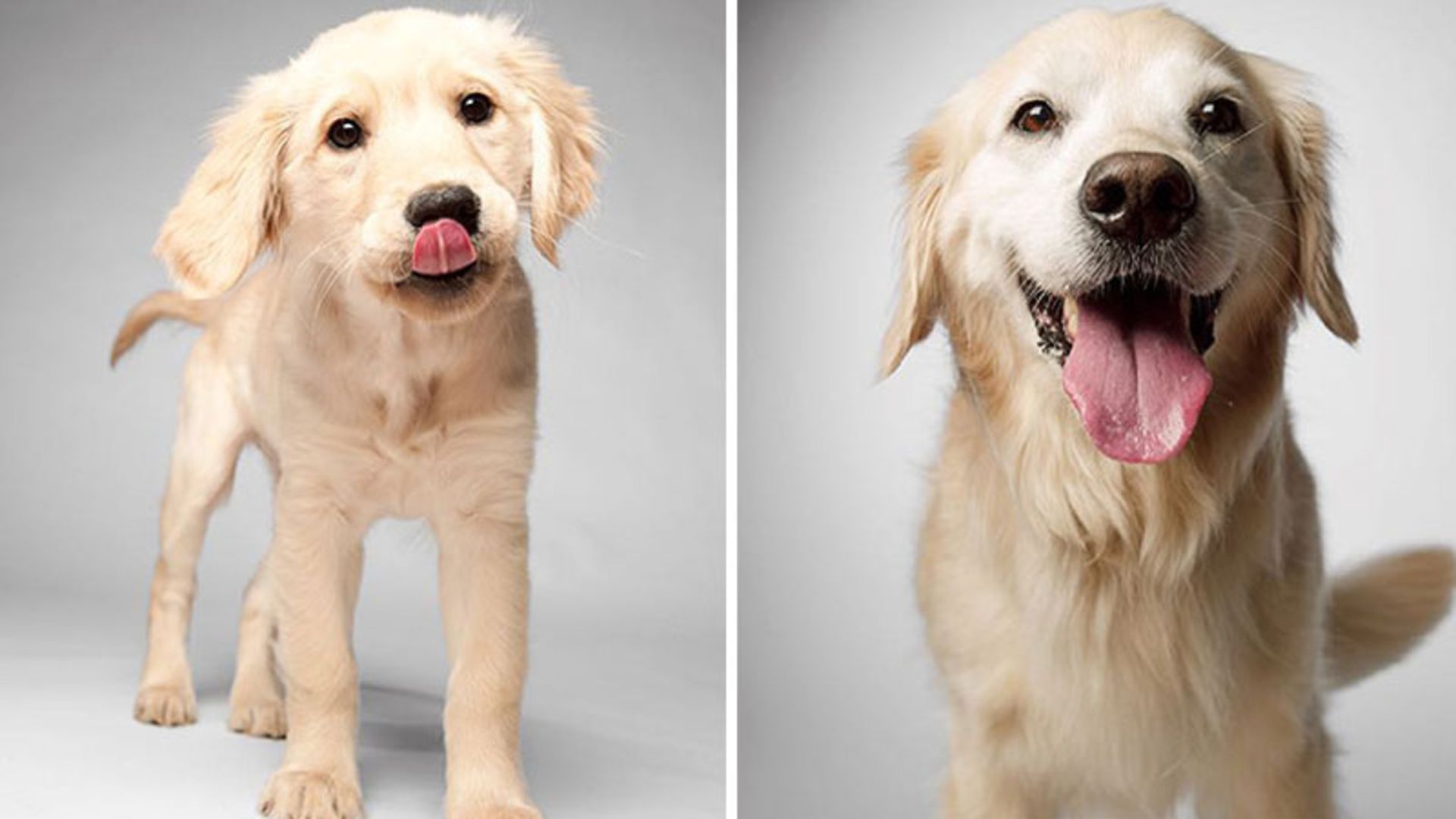 عکس سگ در زمان جوانی و پیری