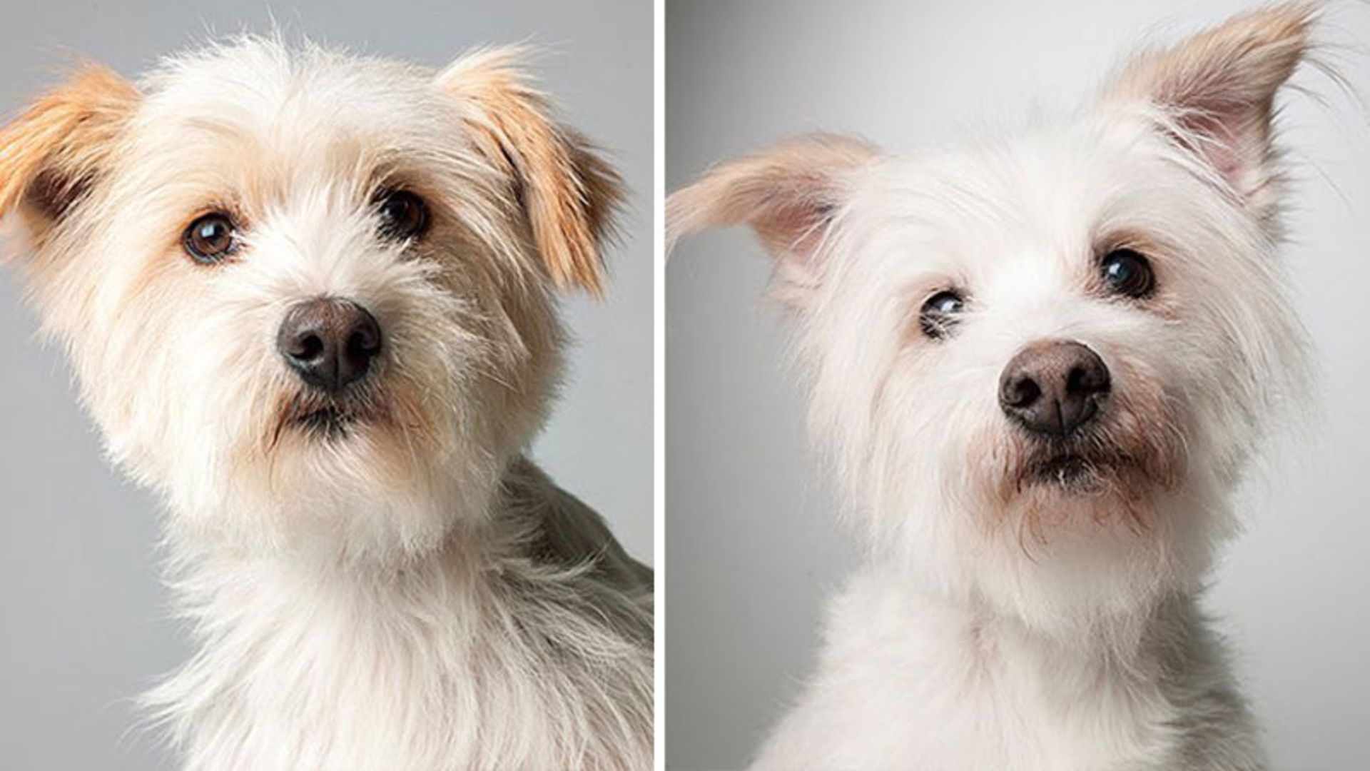 تصویر جوانی و پیری سگی کوچک