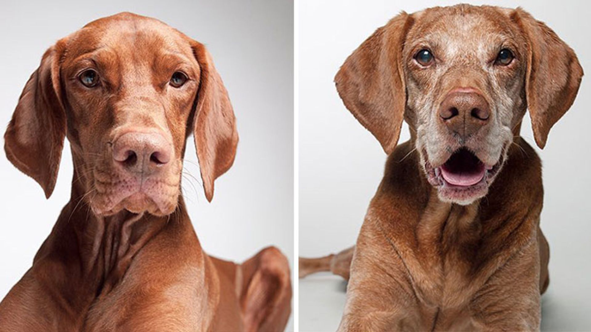 پرتره پیری و جوانی سگ قهوه ای