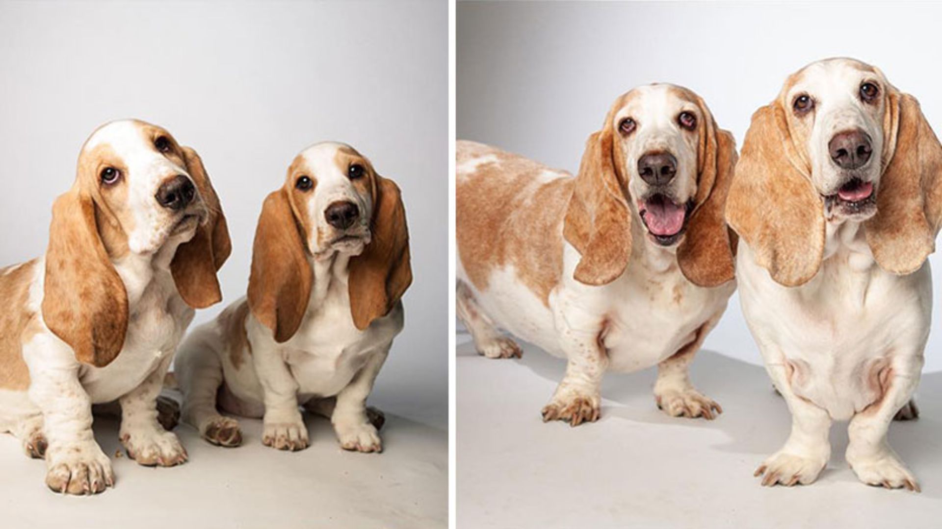 عکس دو سگ پاکوتاه در جوانی و پیری