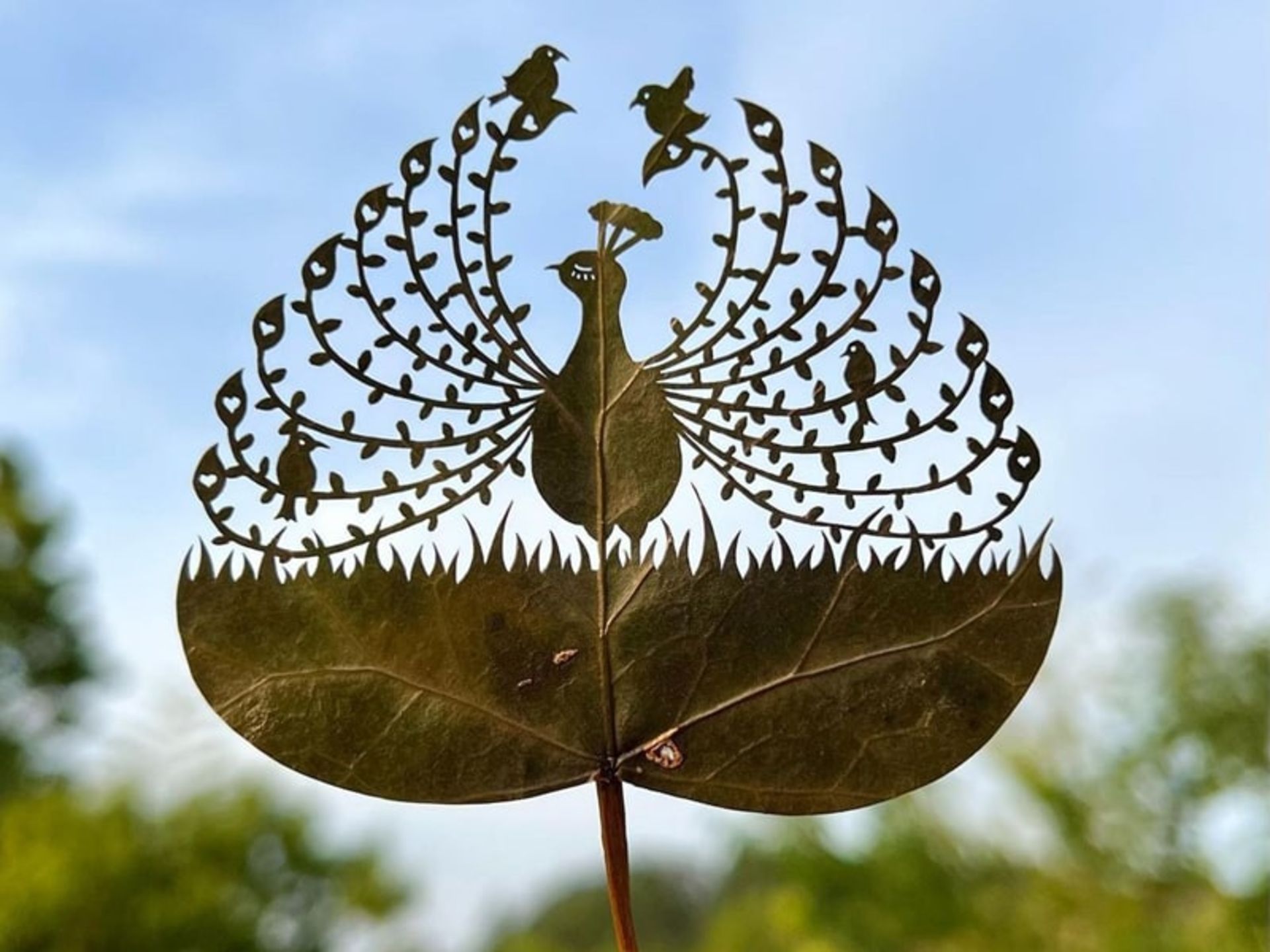 حکاکی طاووس روی برگ