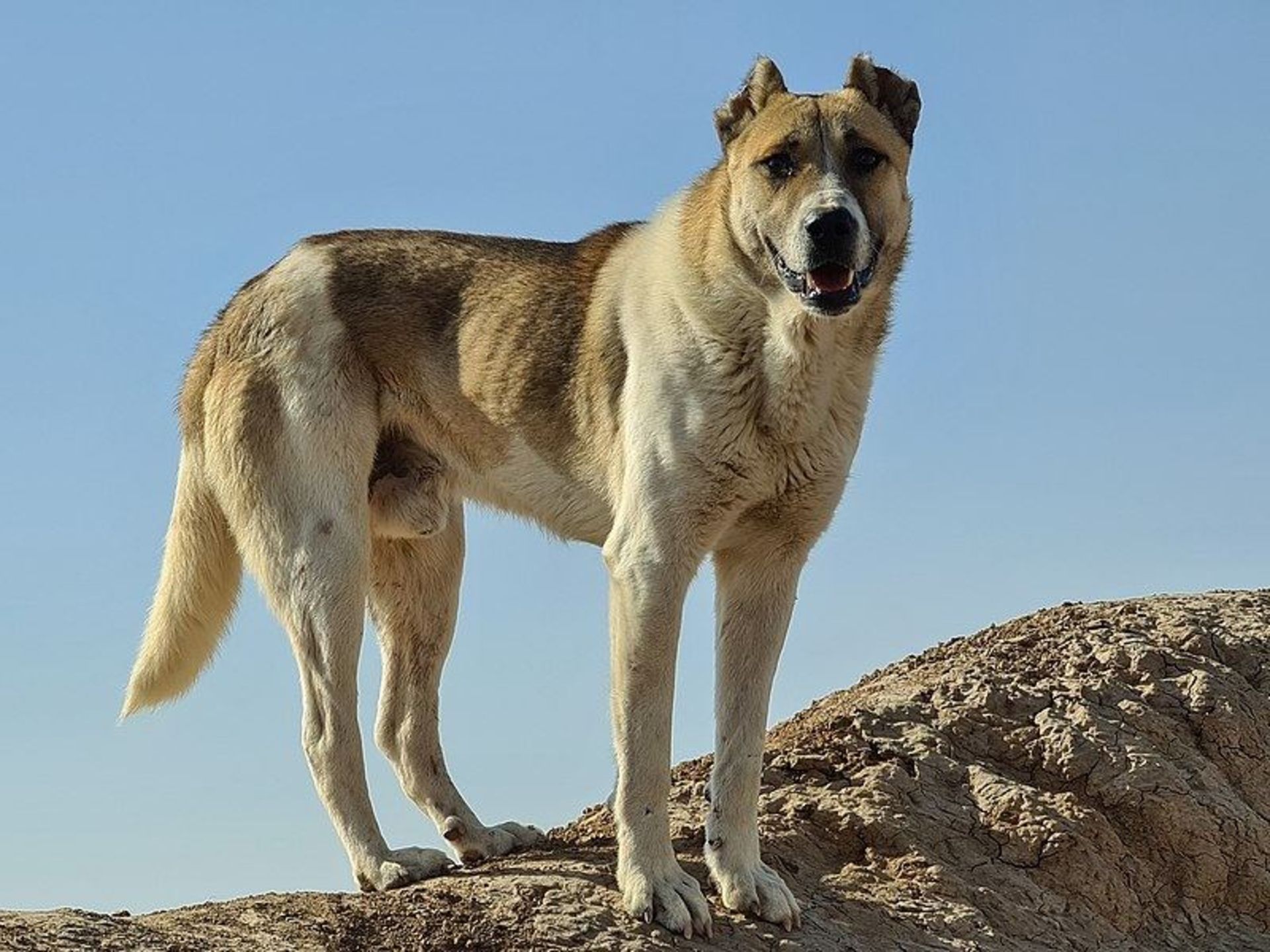 سگ سرابی منبع عکس ویکی مدیا عکاس مصطفی معراجی