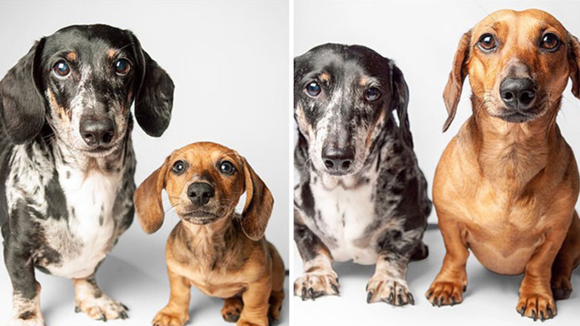 کودکی و جوانی دو سگ