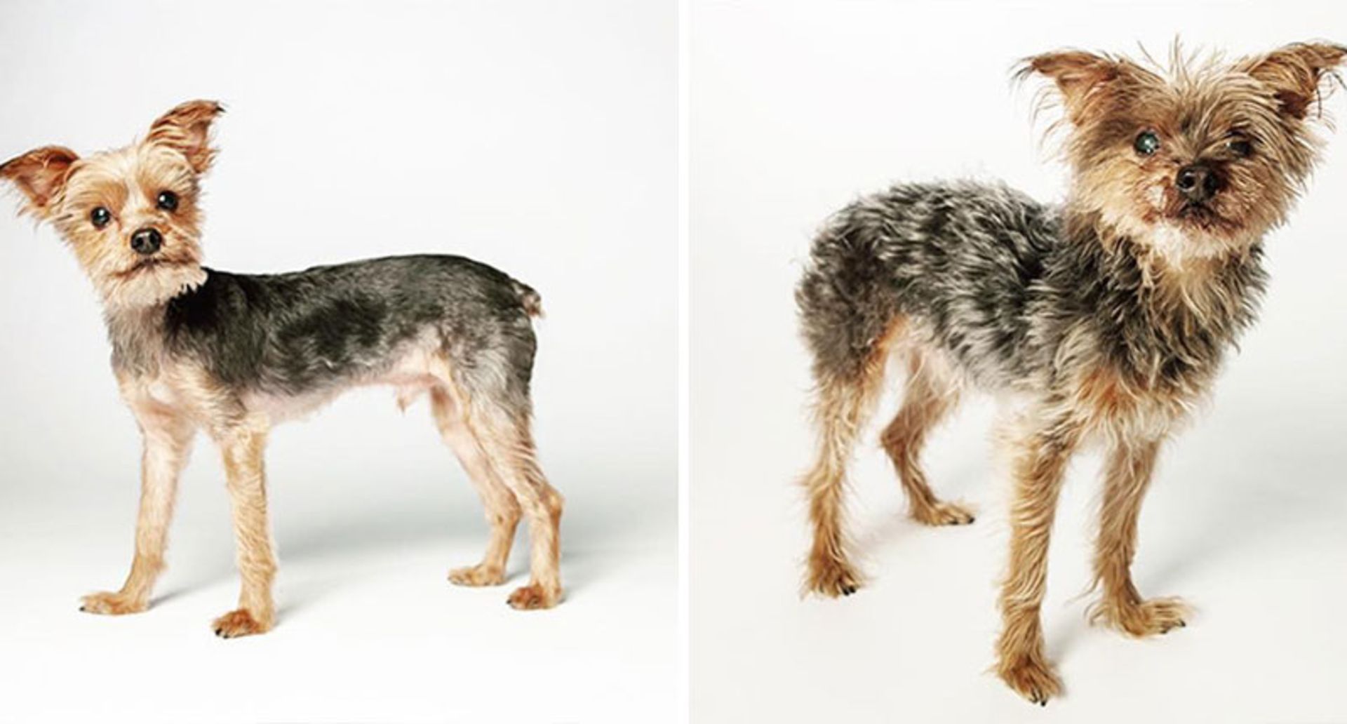 پیری و جوانی سگی کوچک