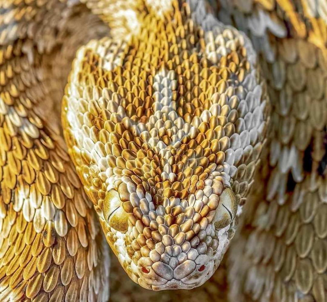 مار جعفری