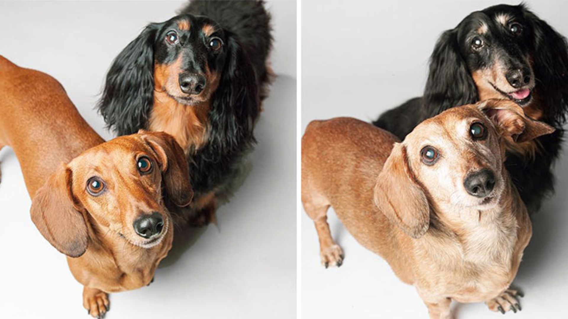 دو سگ کوچک در حال تماشای دوربین