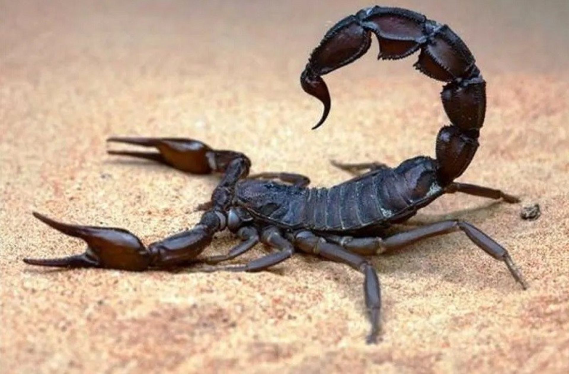 Androctonus crassicauda