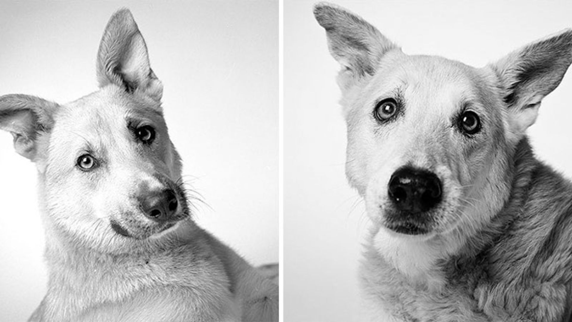 سگ سفیدی در دوره جوانی و پیری