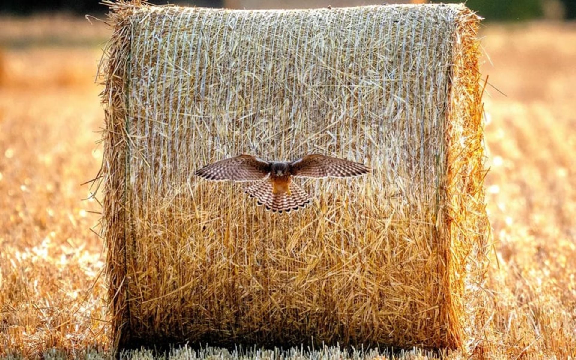 پرواز پرنده در مزرعه