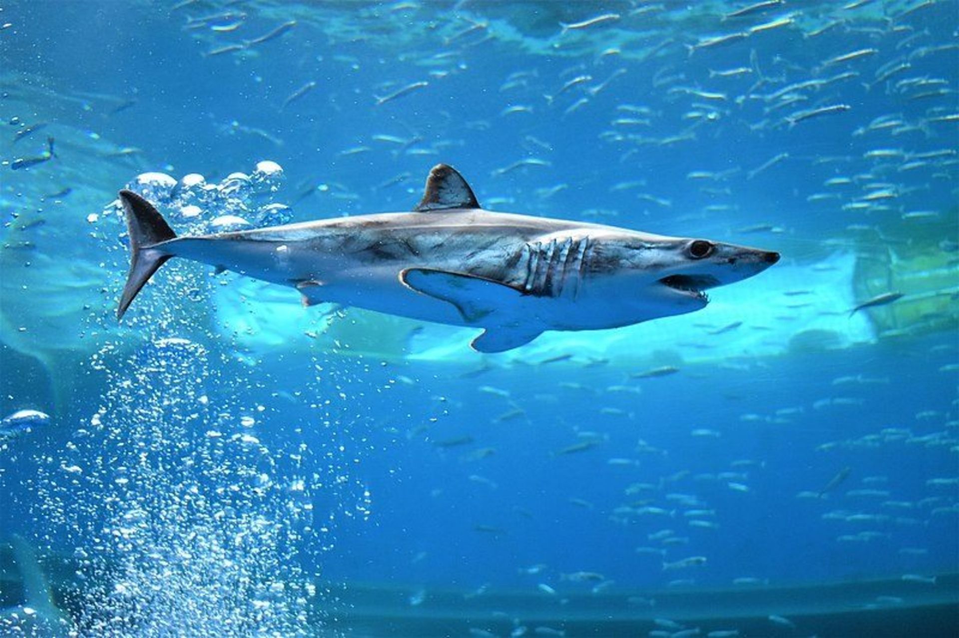 Shortfin mako
