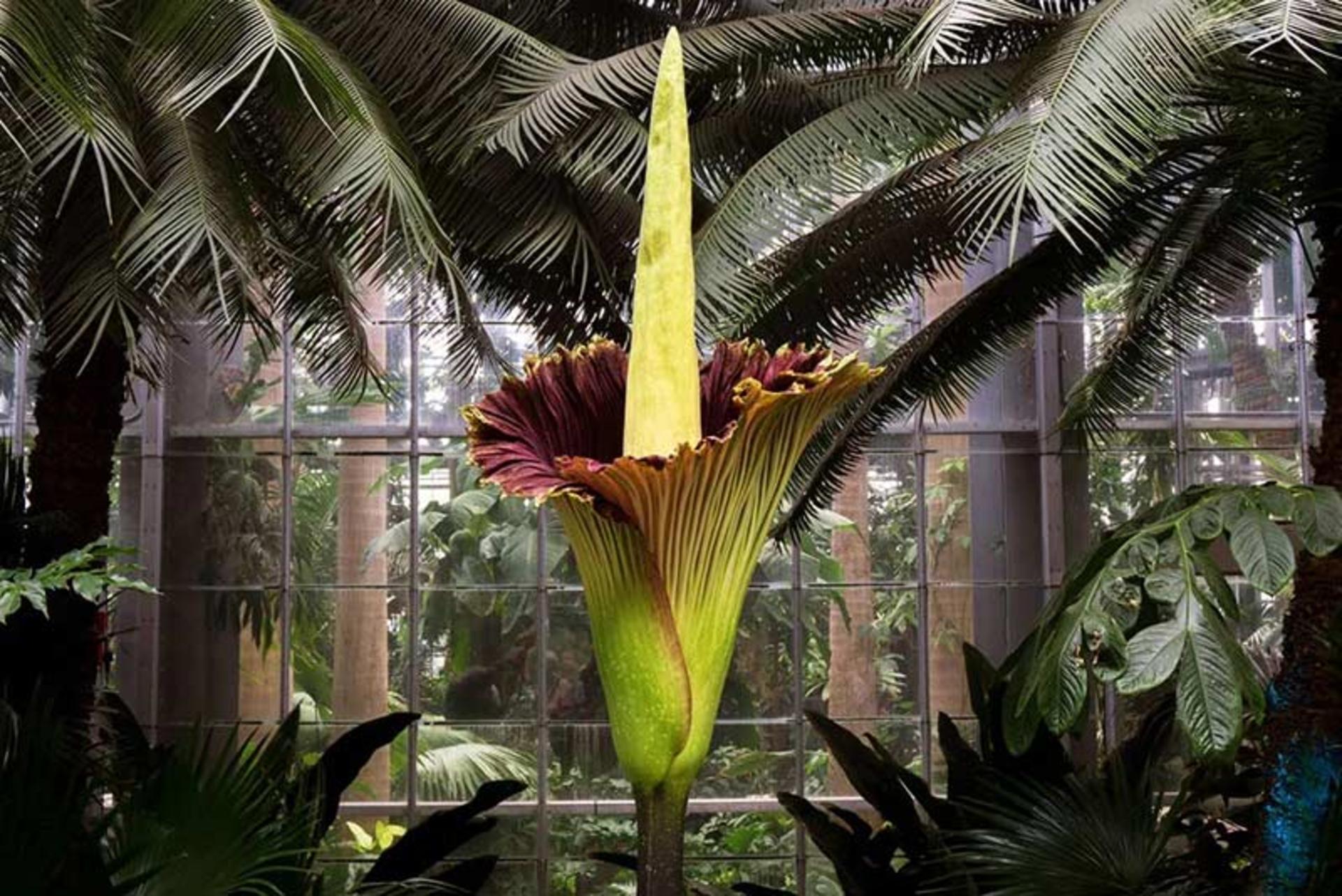 گل جسد بدبو Corpse Flower (Amorphophallus Titanum)