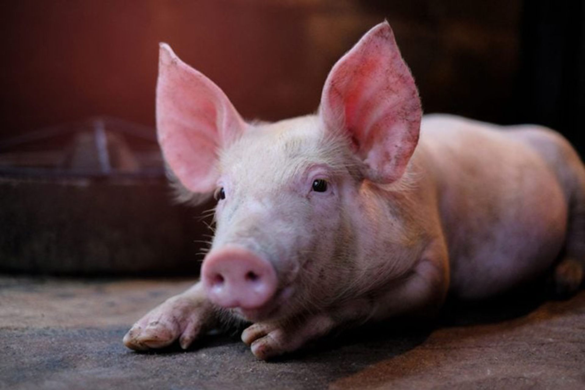 خوک اهلی (Domestic-pig)