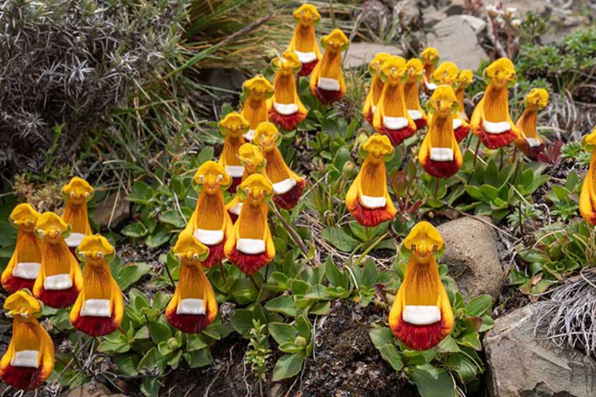 گل عجیب خدمتکار در طبیعت 