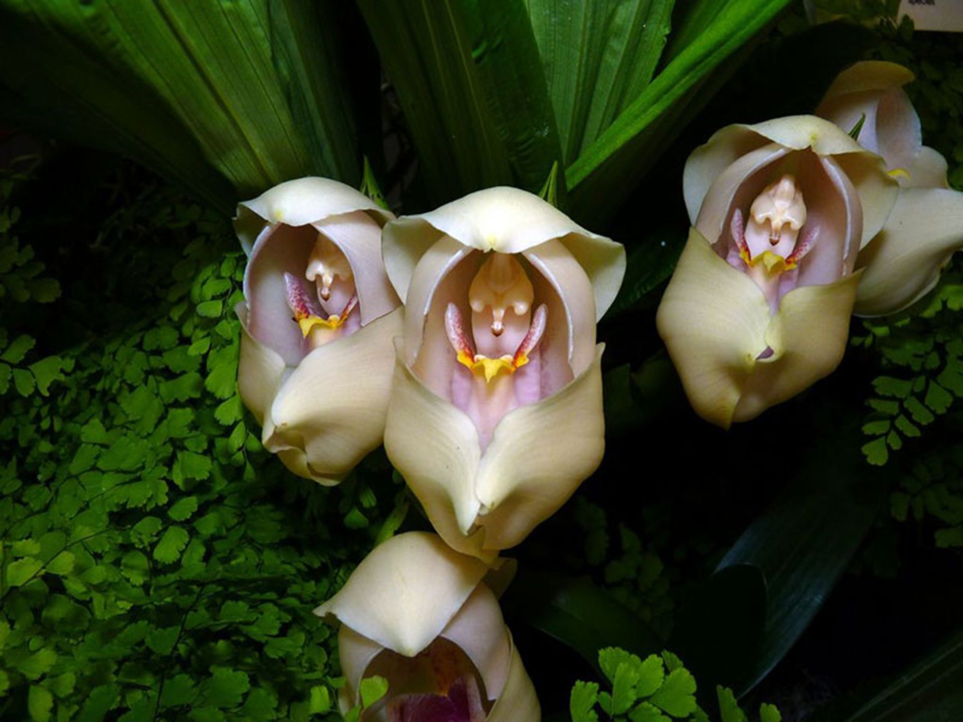 ارکیده نوزادان قنداقی Swaddled-Babies (Anguloa-uniflora) 
