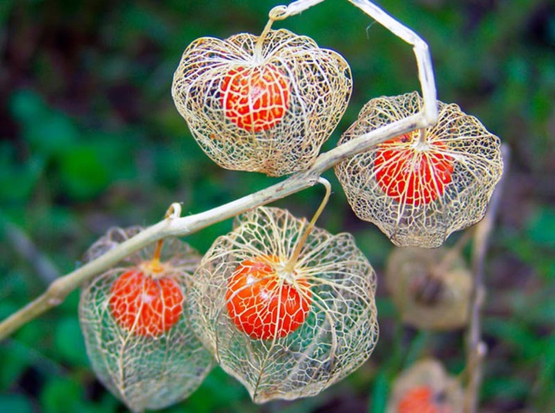 فانوس چینی (Chinese Lantern Plant)