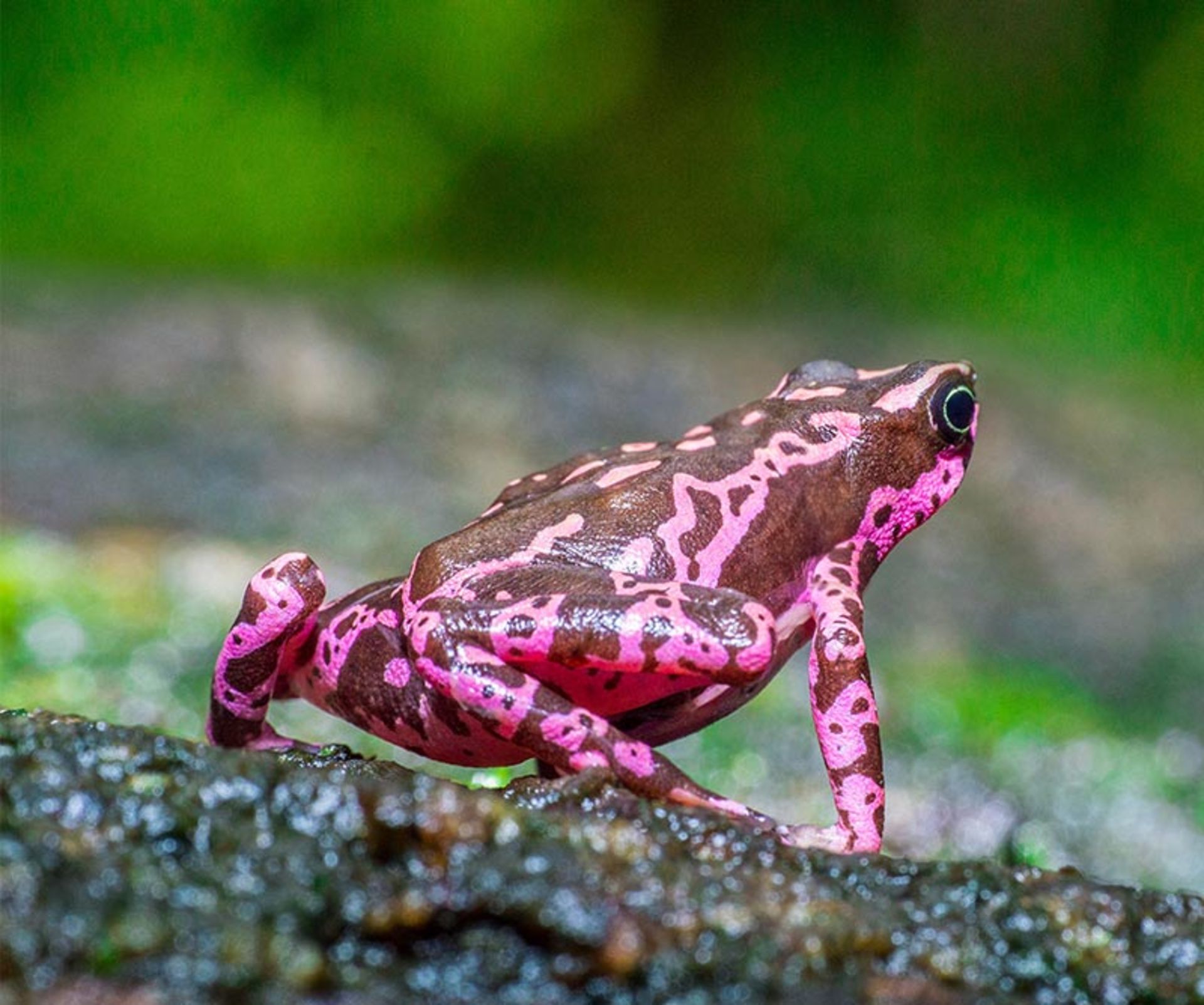 وزغ صورتی (Pink HARLEQUIN TOAD)