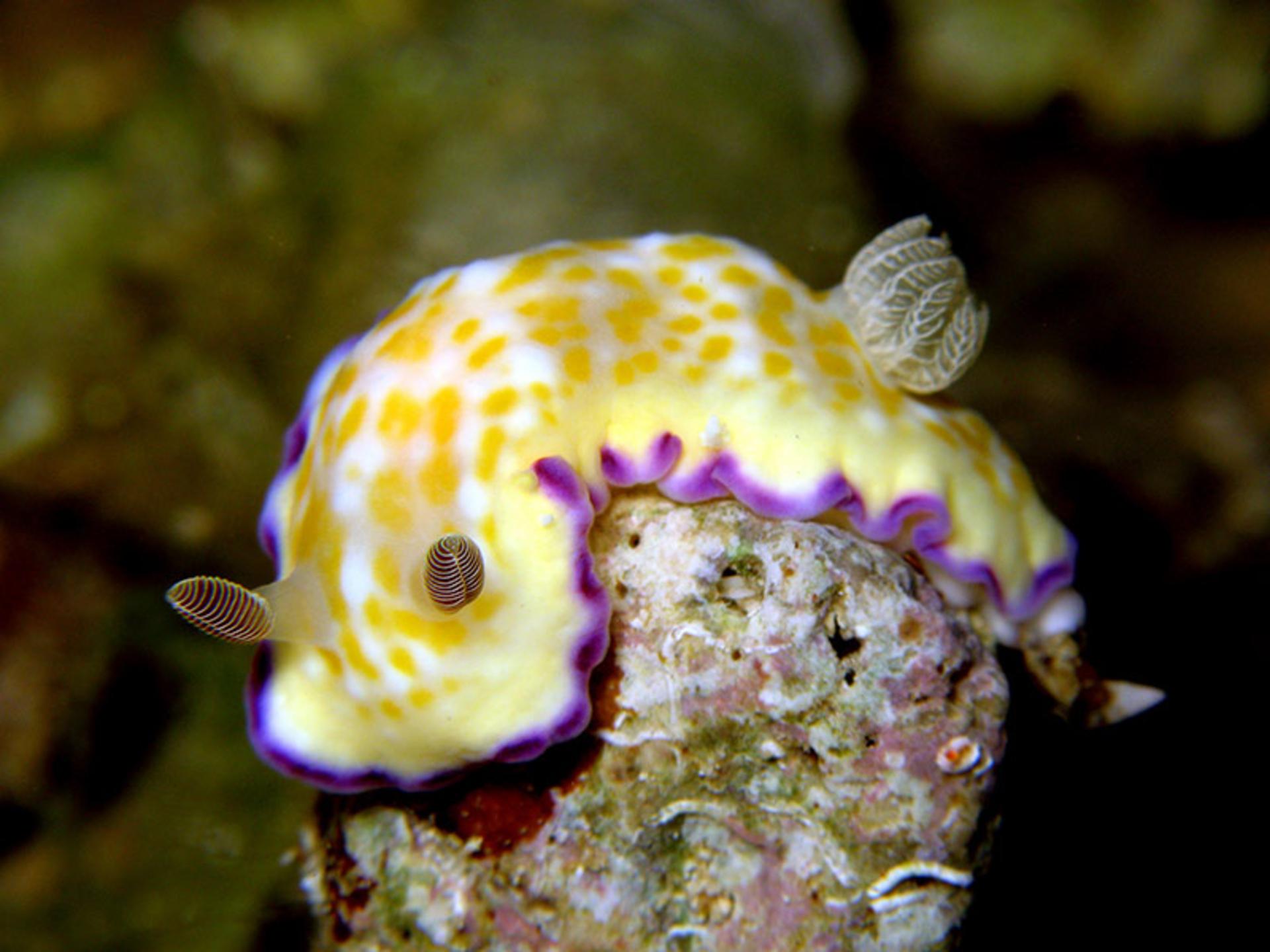نوعی حلزون دریایی به نام Chromodoris Alius
