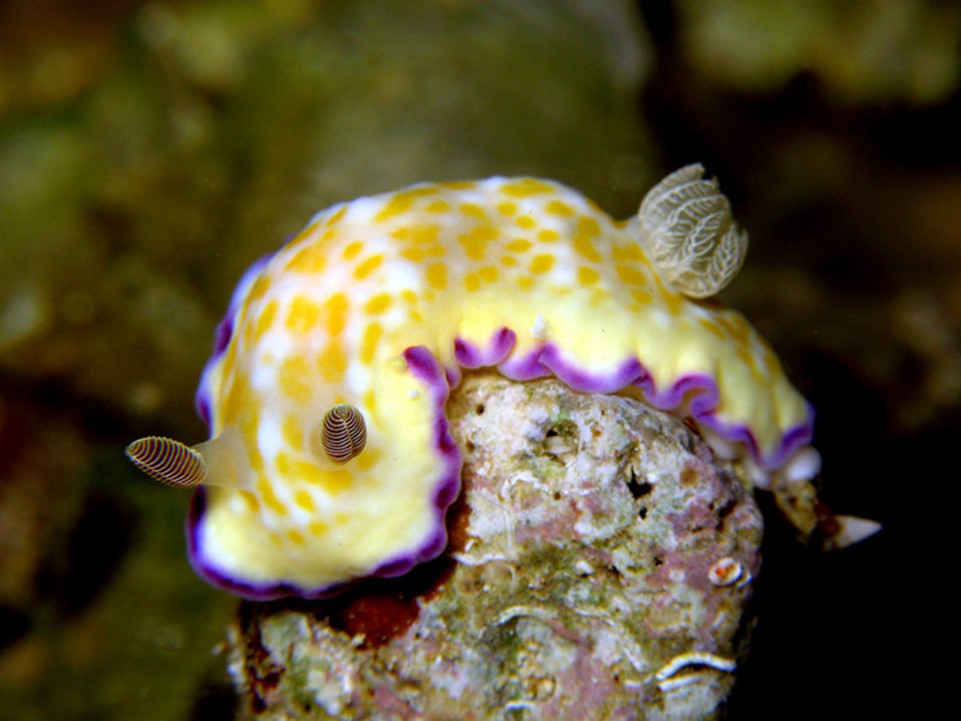 نوعی حلزون دریایی به نام Chromodoris Alius