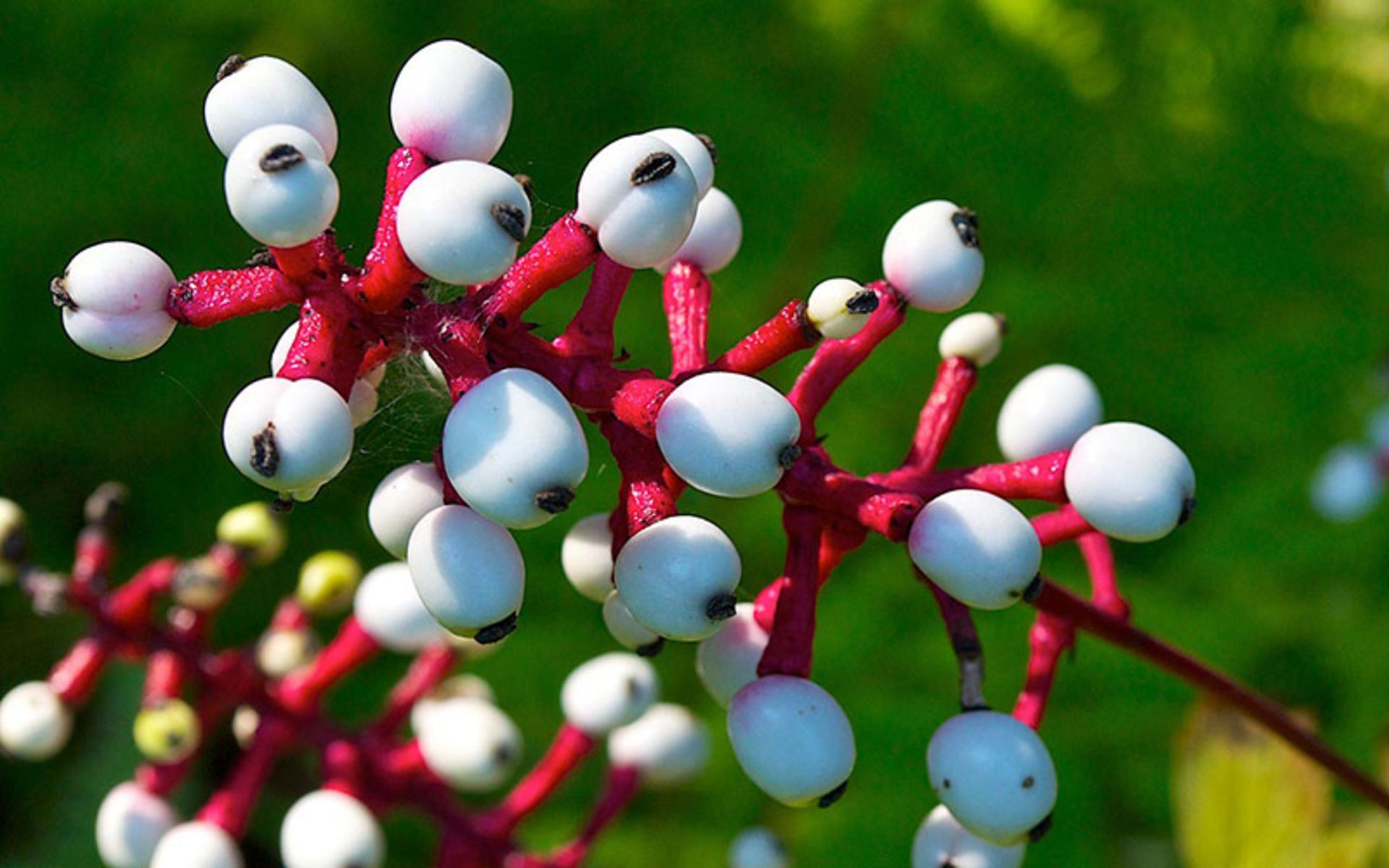گیاه کنجکاو یا چشم عروسکی Doll’s Eye (Actaea Pachypoda)