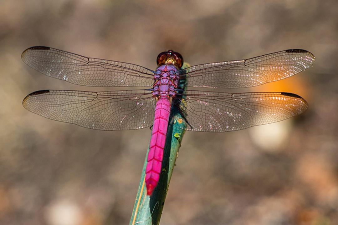 سنجاقک صورتی (Roseate-Skimmer)