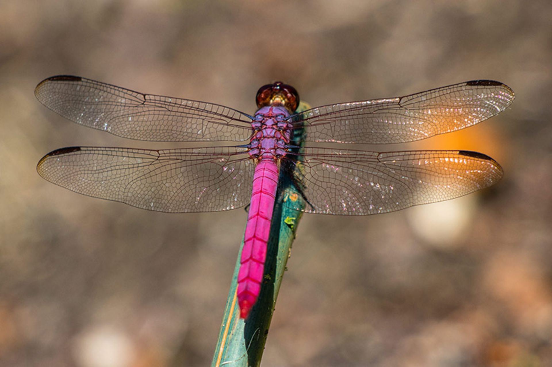 سنجاقک صورتی (Roseate-Skimmer)
